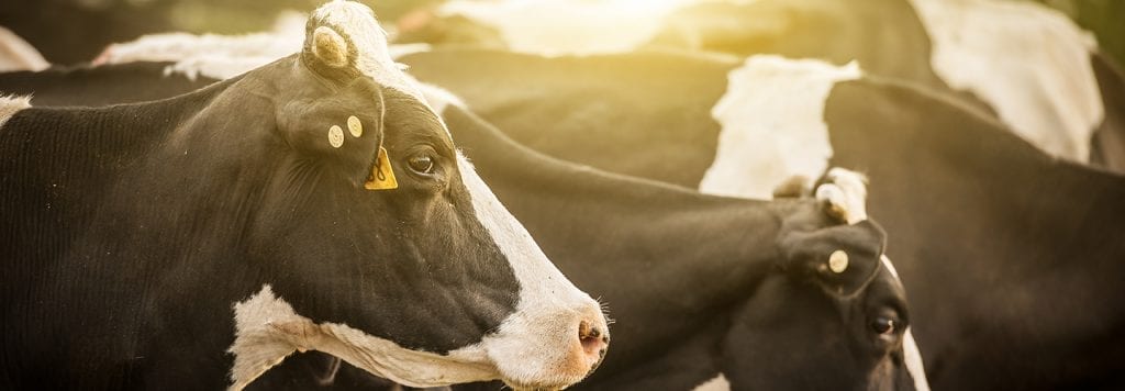 奶牛场危机|农业综合企业| Ohio CPA Firm